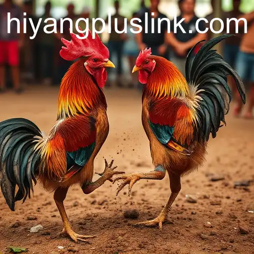 The Complex World of Cockfighting and its Cultural Significance